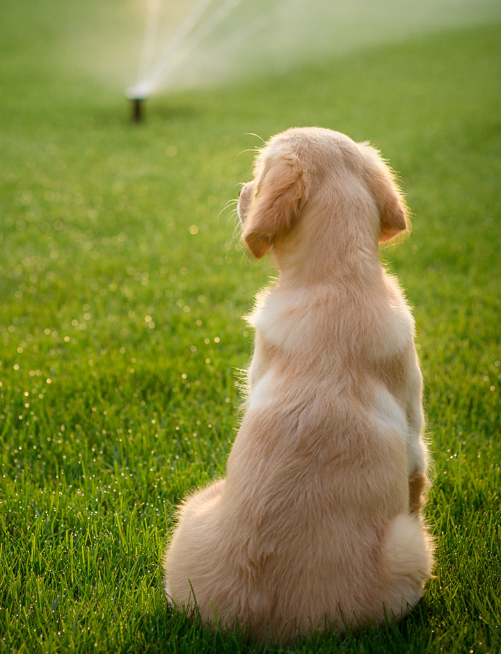 Puppy sitting on green lawn with irrigation head watering grass.